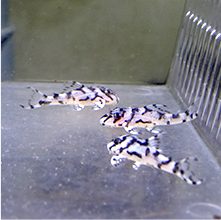 観賞用熱帯魚一覧