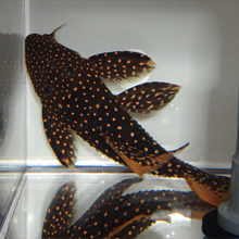 観賞用熱帯魚一覧